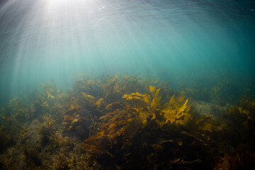 Golden kelp seaweed under the sunlight underwater.