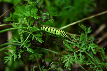 Papilio machaon butterfly baby on green carrot leaves. Green worm with black strips and red spots, garden pest, Red Book animal, horticultural parasite, vegetable insect, grub, toxic green maggot.