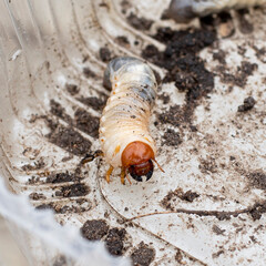 Cockchafer larva, hairy segmented white semi-transparent worm with yellow head capsule, soil digging mandibles and tentacles creeping in plastic container. Scoleciphobia object. Light beige background