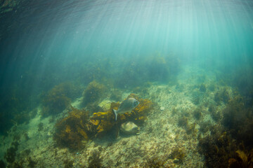 A fish swimming near the ocean floor.