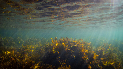 Beautiful golden kelp seaweed on the ocean.