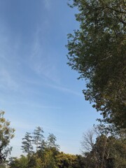 Obraz premium trees and sky