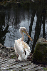 Wild pelican half-turned next to the lake cleaning long pinkish feathers on its wing with huge beak. Large water bird (Pelecanidae family). Kyiv Zoological Park of national importance.