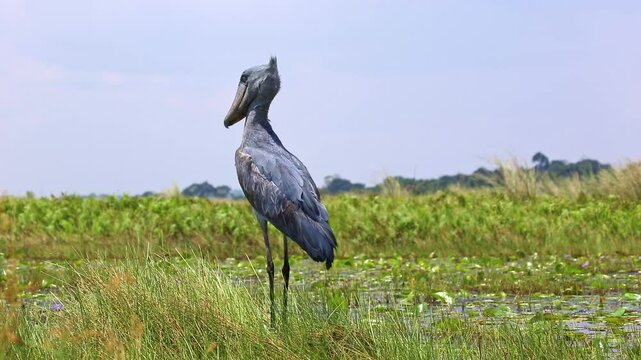 Shoebill (Balaeniceps rex) in Mabamba swamp, near the water.