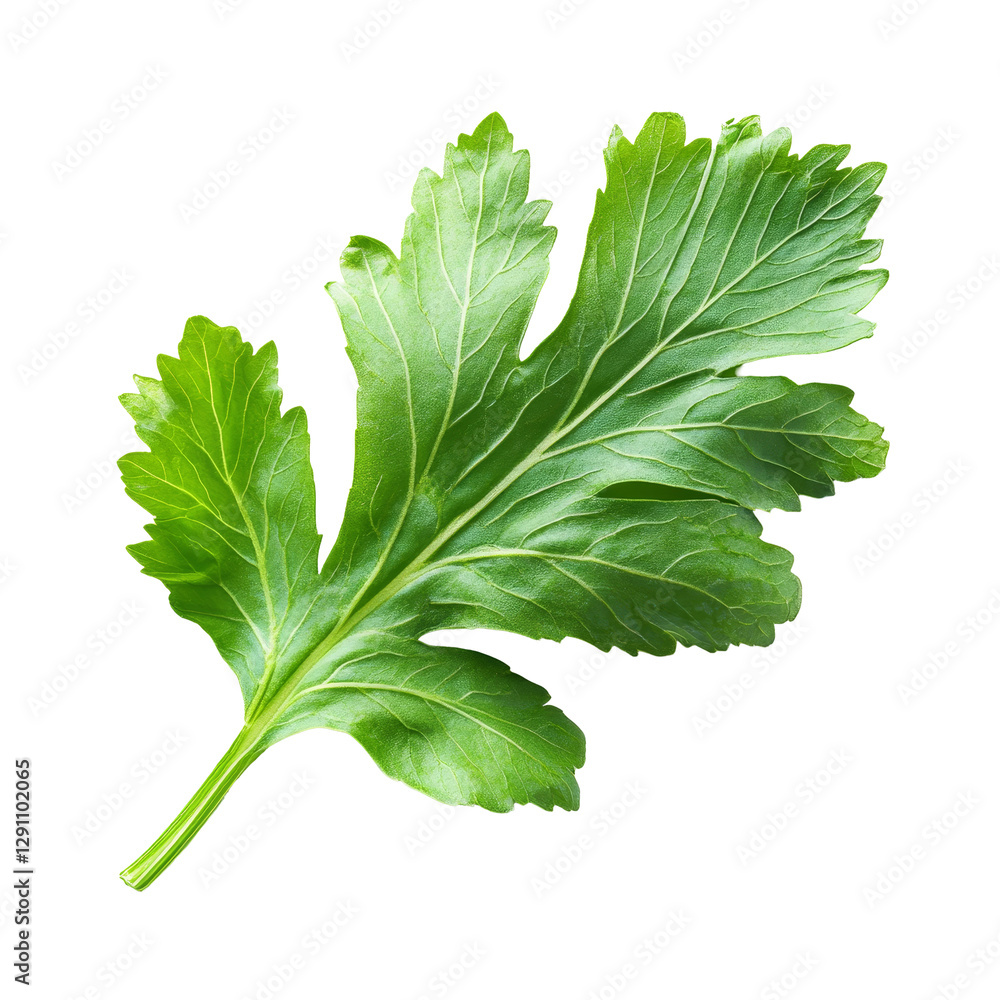 Poster fresh celery leaf isolated on a clean transparent background highlighting its vibrant green color an