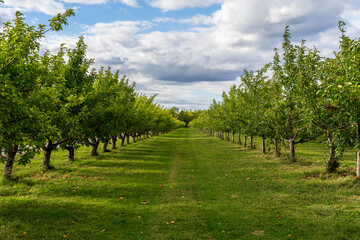 Apple orchard in autumn, harvest time