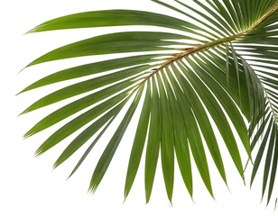 Obraz premium Tropical Palm Leaf on Transparent Background