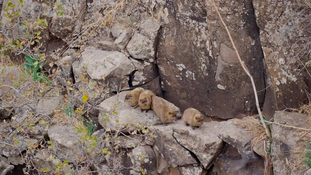 Rock hyrax (Procavia capensis) also called dassie, Cape hyrax.A colony of hyraxes in northern Israel