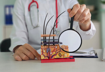 Medical professional examines skin model with magnifying glass in clinic