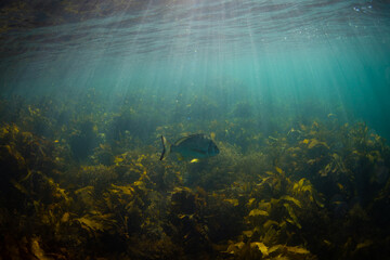 Obraz premium A lone fish swimming in the ocean.