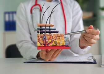 Educational demonstration of skin layers and hair follicles