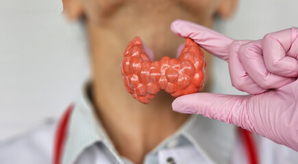 Medical professional demonstrating thyroid anatomy model