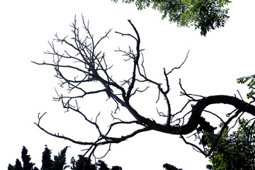 Trees with dried branches on a white background.