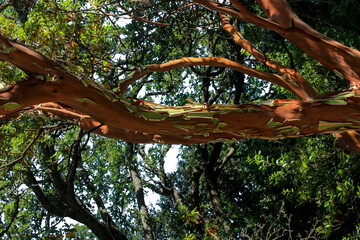 Fototapeta premium Crimea, world famous botanical garden of Nikita