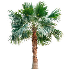 Asian Palmyra palm with fanshaped leaves against a transparent background in natural light, Asian Palmyra palm, Toddy palm, Sugar palm on transparent background
