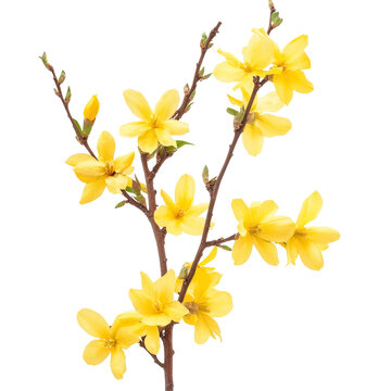 Bright yellow forsythia flowers isolated on a transparent background showcase early spring beauty and vibrancy of nature, forsythia flowers isolated on transparent background