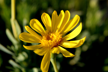 plant, yellow, nature,