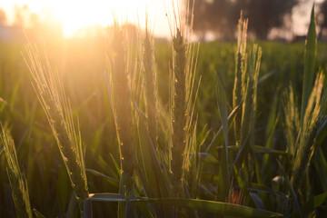 Beautiful Nature Sunset at field,Closeup view of unripe spike outdoors on sunny day yellow,oats in...