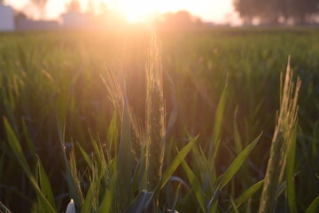 Beautiful Nature Sunset at field,Closeup view of unripe spike outdoors on sunny day yellow,oats in...
