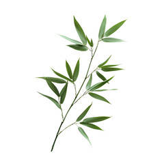 Obraz premium A single bamboo leaf on a transparent background showcasing its natural beauty and delicate structure, bamboo leaf on transparent backgroundfile