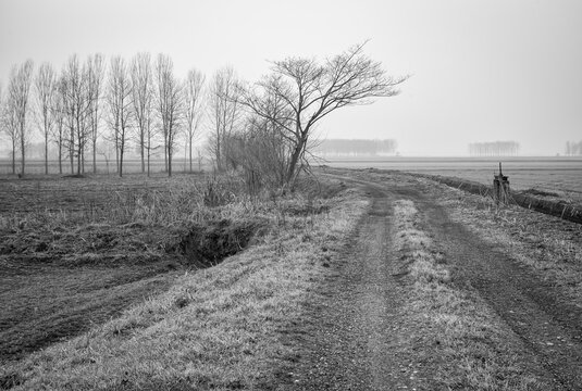 Dirt road in wintertime, in the countryside of Lomellina Region (Northern Italy, between Novara, Vercelli and Pavia Province); this area is cultivated valuable species of rice, worldwide exported.