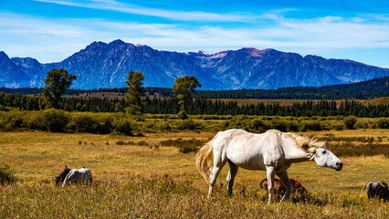 Obraz premium Panorama im Grand Teton Nationalpark