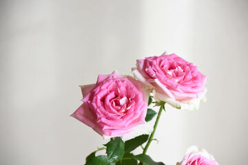 ピンクのスプレーばら