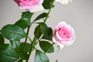 ピンクのスプレーばら