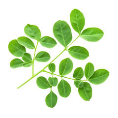 Fresh moringa leaves isolated on a transparent background showcasing their vibrant green color and unique leaf structure, Moringa isolated on transparent background
