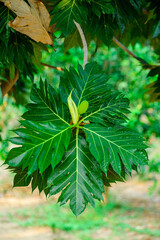 Bread fruit Breadfruit Bloom on Lush Foliage ,