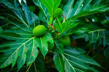 Bread fruit Breadfruit Bloom on Lush Foliage ,
