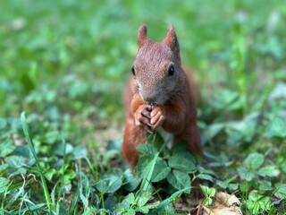 wiewiórka, zwierzak, czerwień, charakter, drzew, dzika natura, gryzonie, dzika, ssak, futro,...