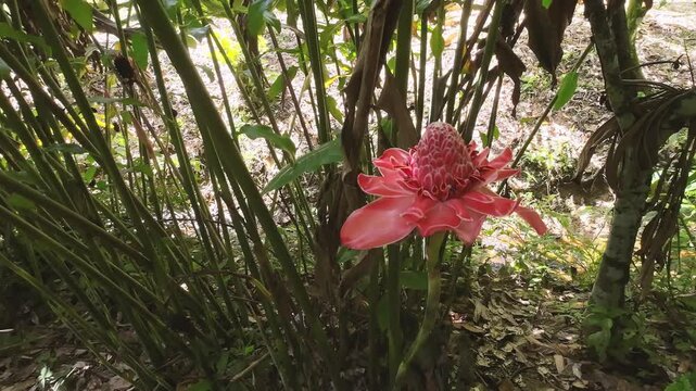 Torch ginger flower. Beautiful pink blossom, tropical green forest Venezuela. Close-up