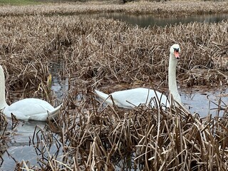 ptactwo, woda, jezior, kaczka, charakter, dzika natura, zwierzak, ptactwo, gęsi, cygnus, gęsi, sadzawka, kaczka, pływanie, rzeka, pływanie, dzika, kanada, krzyżówka, rod, zwierzak, pierze, fauna © Happy