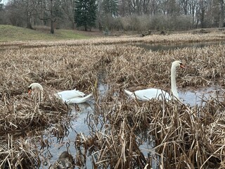 ptactwo, woda, jezior, kaczka, charakter, dzika natura, zwierzak, ptactwo, gęsi, cygnus, gęsi, sadzawka, kaczka, pływanie, rzeka, pływanie, dzika, kanada, krzyżówka, rod, zwierzak, pierze, fauna © Happy
