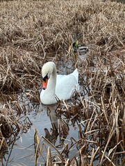 ptactwo, woda, jezior, kaczka, charakter, dzika natura, zwierzak, ptactwo, gęsi, cygnus, gęsi, sadzawka, kaczka, pływanie, rzeka, pływanie, dzika, kanada, krzyżówka, rod, zwierzak, pierze, fauna © Happy
