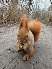 wiewiórka, zwierzak, czerwień, charakter, drzew, dzika natura, gryzonie, dzika, ssak, futro, bory, ogon, park, bystra, nakrętka, mechaty, braun, zwierzak, jesienią, jedzenie, zima, 1, außenaufnahme, d © Happy