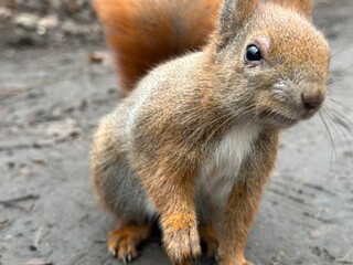 wiewiórka, zwierzak, czerwień, charakter, drzew, dzika natura, gryzonie, dzika, ssak, futro, bory, ogon, park, bystra, nakrętka, mechaty, braun, zwierzak, jesienią, jedzenie, zima, 1, außenaufnahme, d © Happy