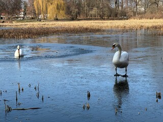 ptactwo, woda, jezior, kaczka, charakter, cygnus, dzika natura, zwierzak, sadzawka, gęsi, rzeka, krzyżówka, pływanie, dzika, kanada, krajobraz, biała, drób, pierze © Happy