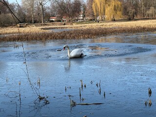 woda, jezior, rzeka, charakter, krajobraz, ptactwo, drzew, drzew, kaczka, zwierzak, niebo, sadzawka, dzika natura, park, kaczka, bory, zima, zieleń, cygnus, potok, spokojny, blękit, lato, ptactwo