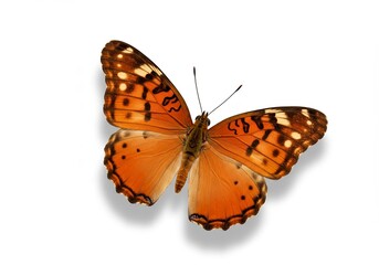 Fototapeta premium Vibrant Butterfly Display