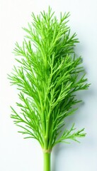 Fototapeta premium Lush dill, feathery texture, pure white background , vegan, dill