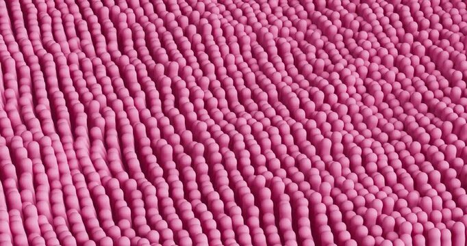 4k Resolution Video: Microscopic Villi and Capillary. Human Intestine Background Texture extreme closeup