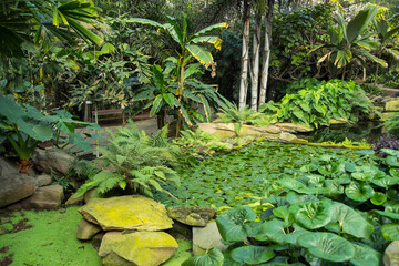 Plantas tropicales y zona acuática