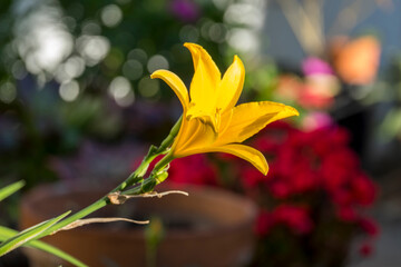 Lirio amarillo en un jardín