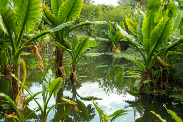 Plantas acuáticas tropicales