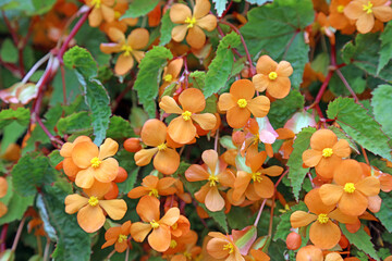 Bed of orange Sutherland Begonia blooms, Derbyshire England
