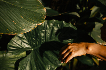 Woman applying skin care oil on hands against green palm leaves in sunlight