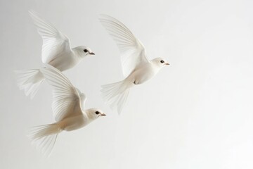 Fototapeta premium three white doves flying on white background.