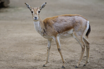 Gazella subgutturosa on a blurred background